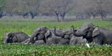 AI Can Help Protect Wildlife From Human Dangers, But 'real' Value Is In Data Collection