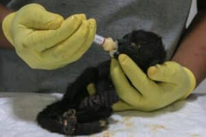 Howler Monkeys Dropping Dead, Falling From Trees Due To Excessive Heatwave: Report
