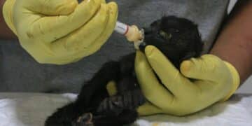 Howler Monkeys Dropping Dead, Falling From Trees Due To Excessive Heatwave: Report