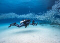 5 Best Places For Scuba Diving Around The World