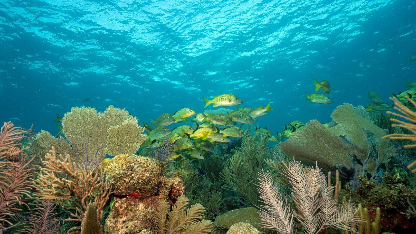 5 Best Places For Scuba Diving Around The World