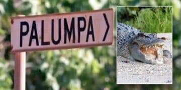 Australian rangers kill crocodile that fatally attacked 12-year-old girl