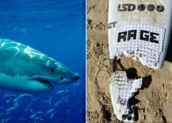 Australian surfer saved by off-duty police officer after shark ripped off leg, doctors hope to reattach it