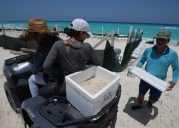 Mexico evacuates turtle eggs from beaches as Hurricane Beryl approaches