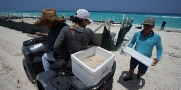 Mexico evacuates turtle eggs from beaches as Hurricane Beryl approaches