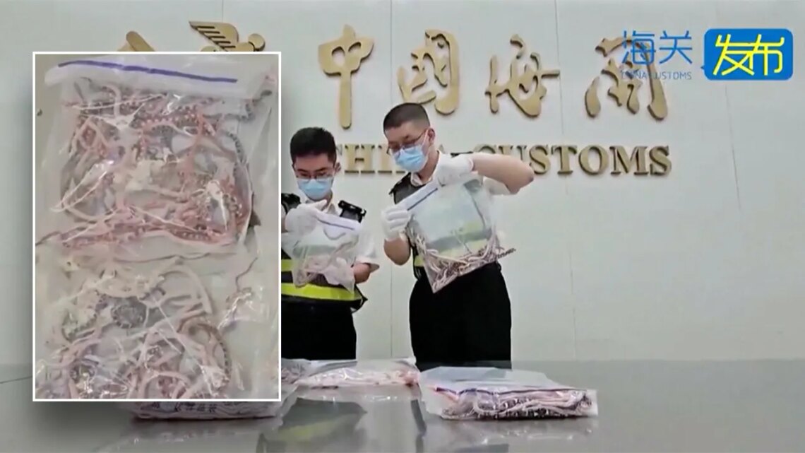 Snakes smuggled across Chinese border, Texas rat snake