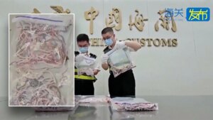 Snakes smuggled across Chinese border, Texas rat snake