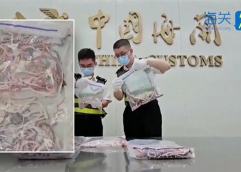 Snakes smuggled across Chinese border, Texas rat snake