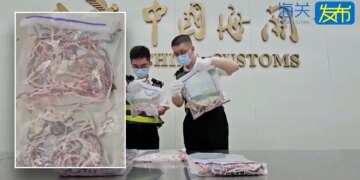 Snakes smuggled across Chinese border, Texas rat snake