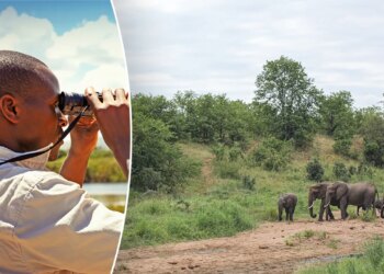 South Africa Travel Guide: Expect A Vacation Filled With Wildlife And Breathtaking Views