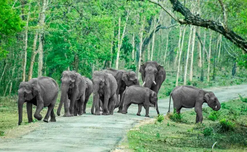 Wildlife Encounters: Discover Breathtaking Fauna In These 10 National Parks Of India