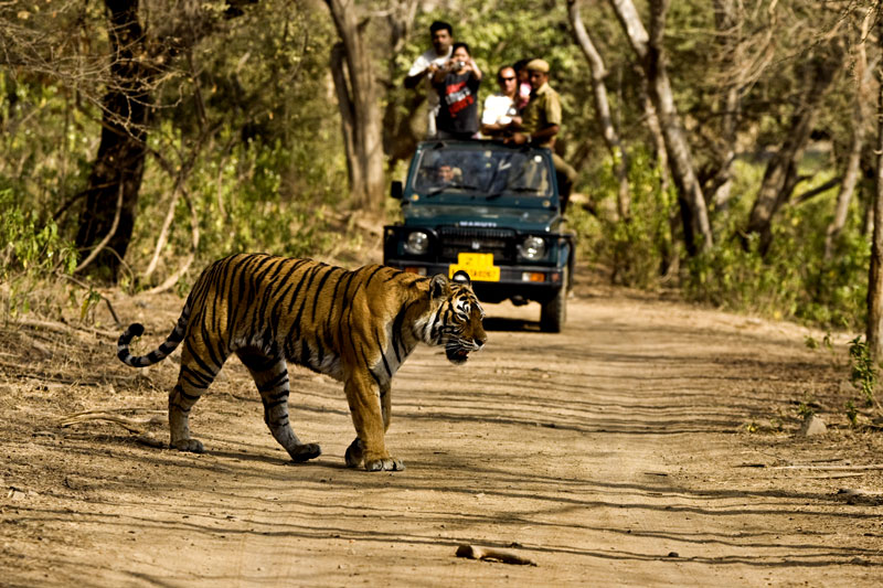 Wildlife Encounters: Discover Breathtaking Fauna In These 10 National Parks Of India