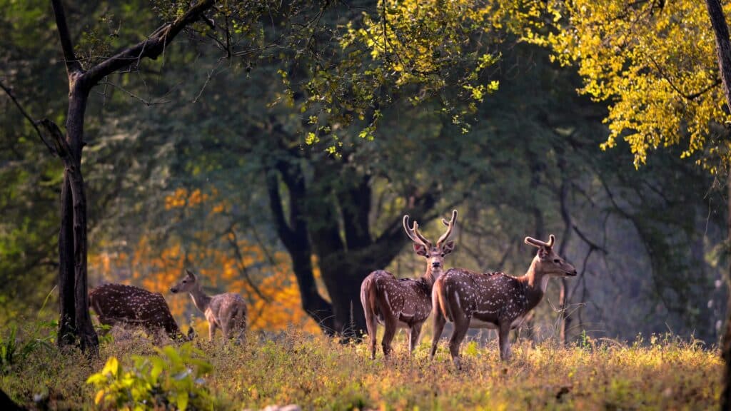 Top Wildlife Resorts in India for an Exciting Safari Stay Wildlife Encounters: Discover Breathtaking Fauna In These 10 National Parks Of India