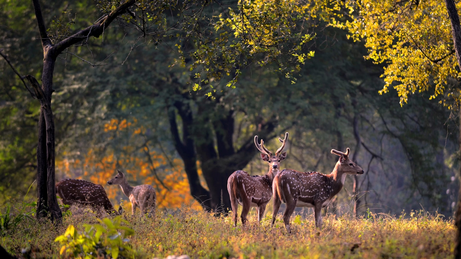 Wildlife Encounters: Discover Breathtaking Fauna In These 10 National Parks Of India