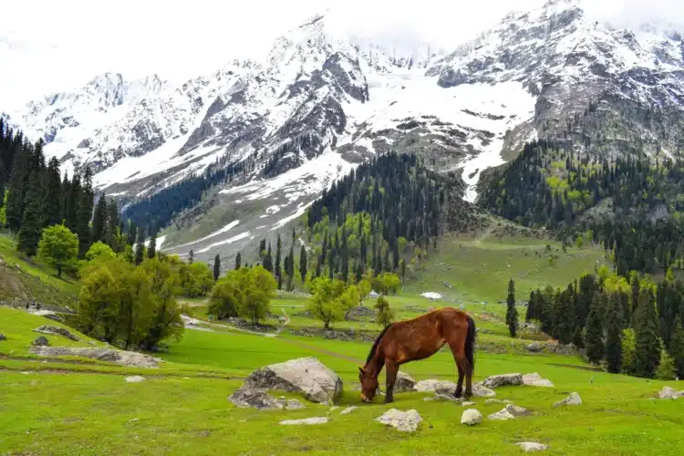 Heaven On Earth: 6 Best Places In The Paradise Of Kashmir
