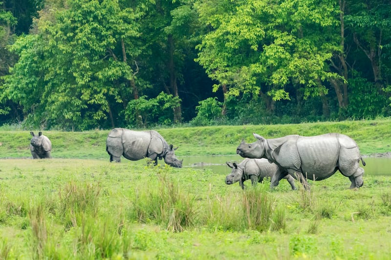 Wildlife Encounters: Discover Breathtaking Fauna In These 10 National Parks Of India