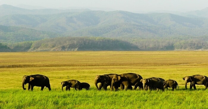 Wildlife Encounters: Discover Breathtaking Fauna In These 10 National Parks Of India