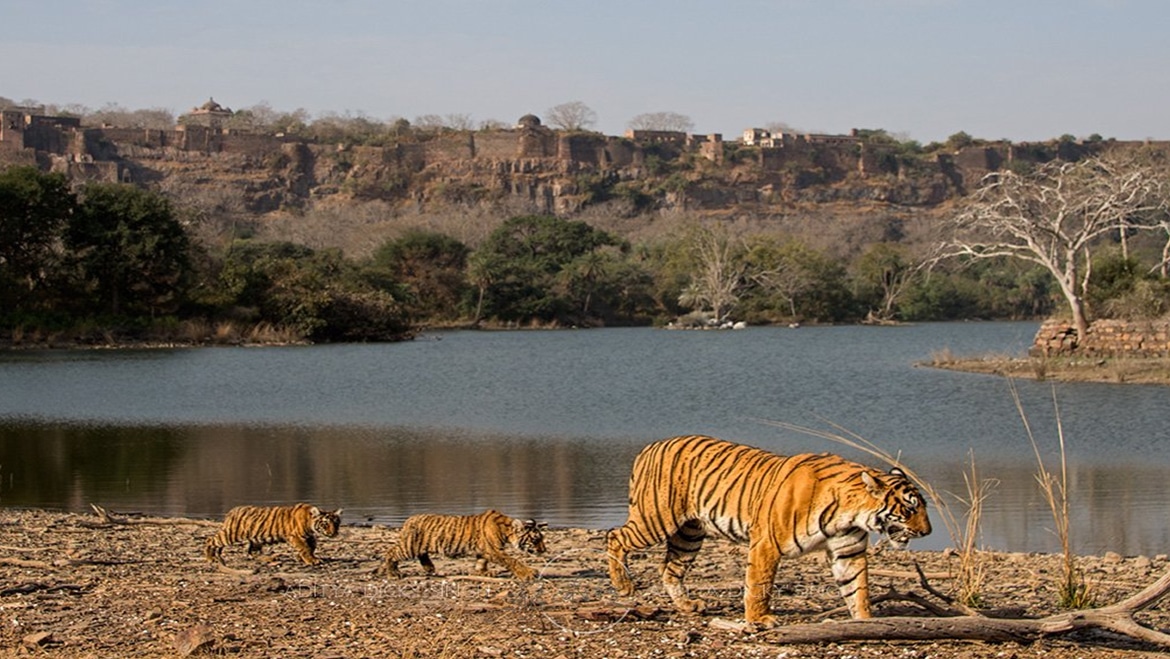 Wildlife Encounters: Discover Breathtaking Fauna In These 10 National Parks Of India