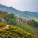 Beautiful Alternatives You Could Explore Other Than Darjeeling