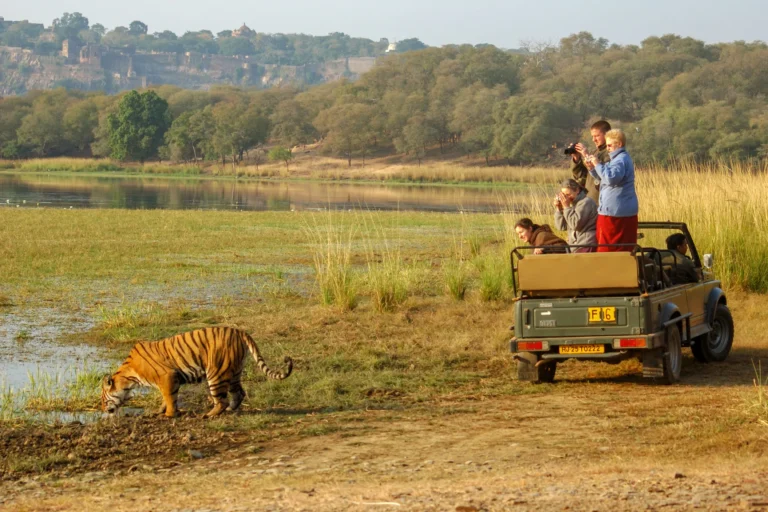 Wildlife Encounters: Discover Breathtaking Fauna In These 10 National Parks Of India