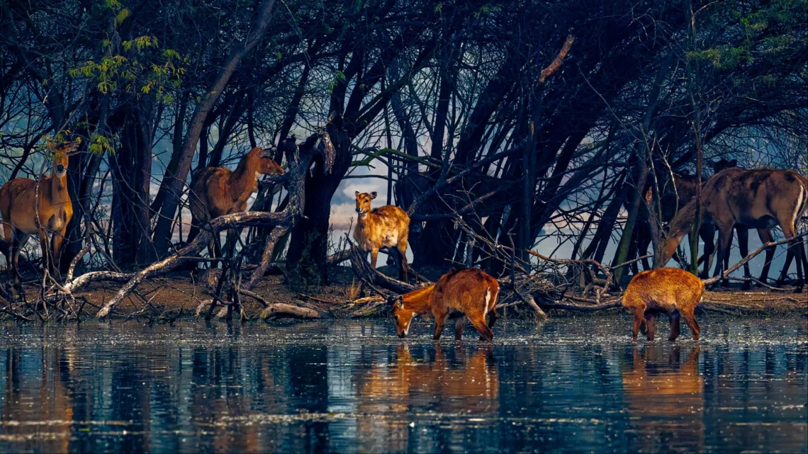 Urban Jungle Adventures: 5 National Parks Near Delhi