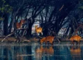 Urban Jungle Adventures: 5 National Parks Near Delhi Urban Jungle Adventures: 5 National Parks Near Delhi