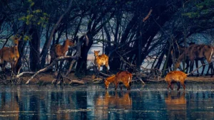 6 National Parks and Wildlife Sanctuaries Near Delhi to Visit
