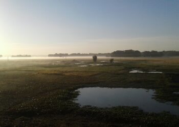 Morning sunlight over fields in India