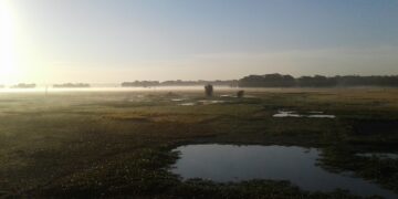 Morning sunlight over fields in India