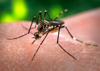 Close-up of an Aedes aegypti mosquito, the species that spreads dengue, feeding on human skin