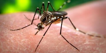 Close-up of an Aedes aegypti mosquito, the species that spreads dengue, feeding on human skin