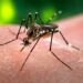 Close-up of an Aedes aegypti mosquito, the species that spreads dengue, feeding on human skin