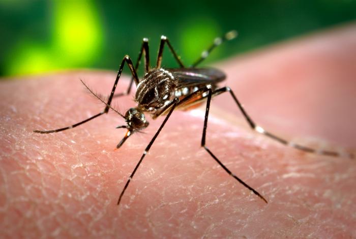 Dengue Warning Signs: When a Fever Needs Urgent Care in India Close-up of an Aedes aegypti mosquito, the species that spreads dengue, feeding on human skin