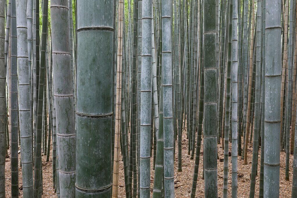 10 Best Destinations For Solo Travelers In 2026, With Visa Tips Walking path through the Arashiyama bamboo grove in Kyoto, Japan