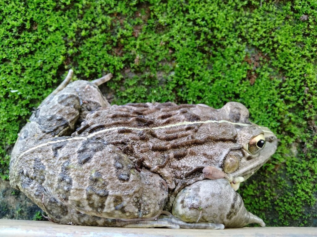 Human-Animal Marriage in India: Rituals, Beliefs and the Law An Indian bullfrog, the kind of frog used in rain-seeking frog wedding rituals in India