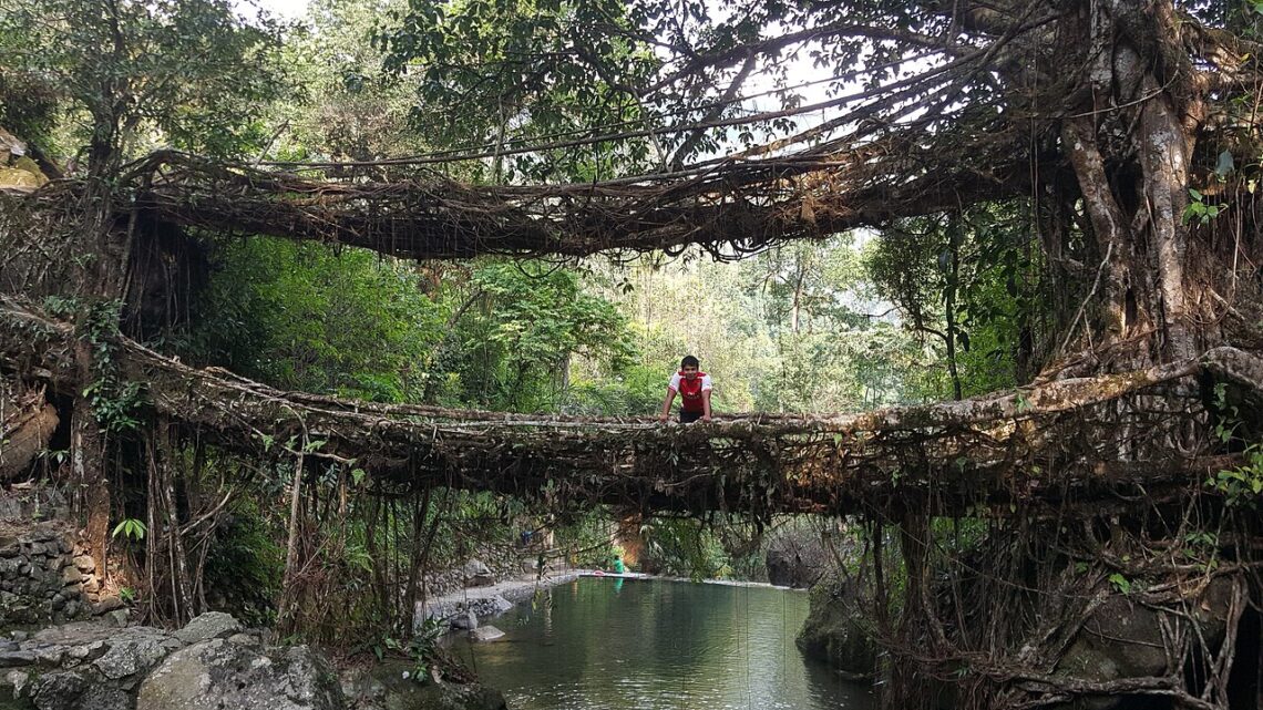 Meghalaya Travel Guide: Root Bridges, Best Time and Route Double decker living root bridge over a stream in Nongriat, Meghalaya