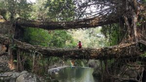 Meghalaya Travel Guide: Root Bridges, Best Time and Route