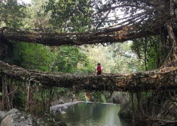 Double decker living root bridge over a stream in Nongriat, Meghalaya