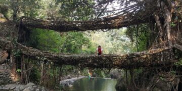Double decker living root bridge over a stream in Nongriat, Meghalaya