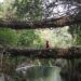 Double decker living root bridge over a stream in Nongriat, Meghalaya