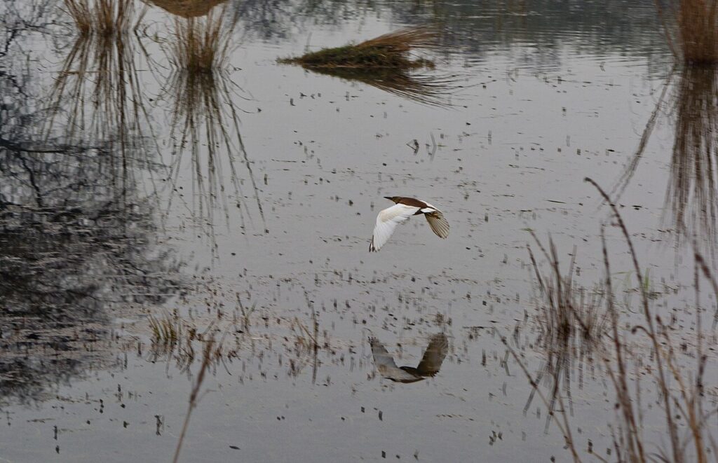 6 National Parks and Wildlife Sanctuaries Near Delhi to Visit Waterbirds at the lake in Sultanpur National Park, Gurugram, near Delhi