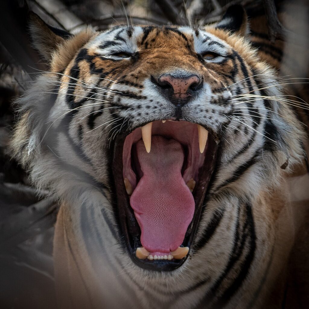 Top Wildlife Resorts in India for an Exciting Safari Stay A Bengal tiger in Ranthambhore, a reserve near some of the top wildlife resorts in India
