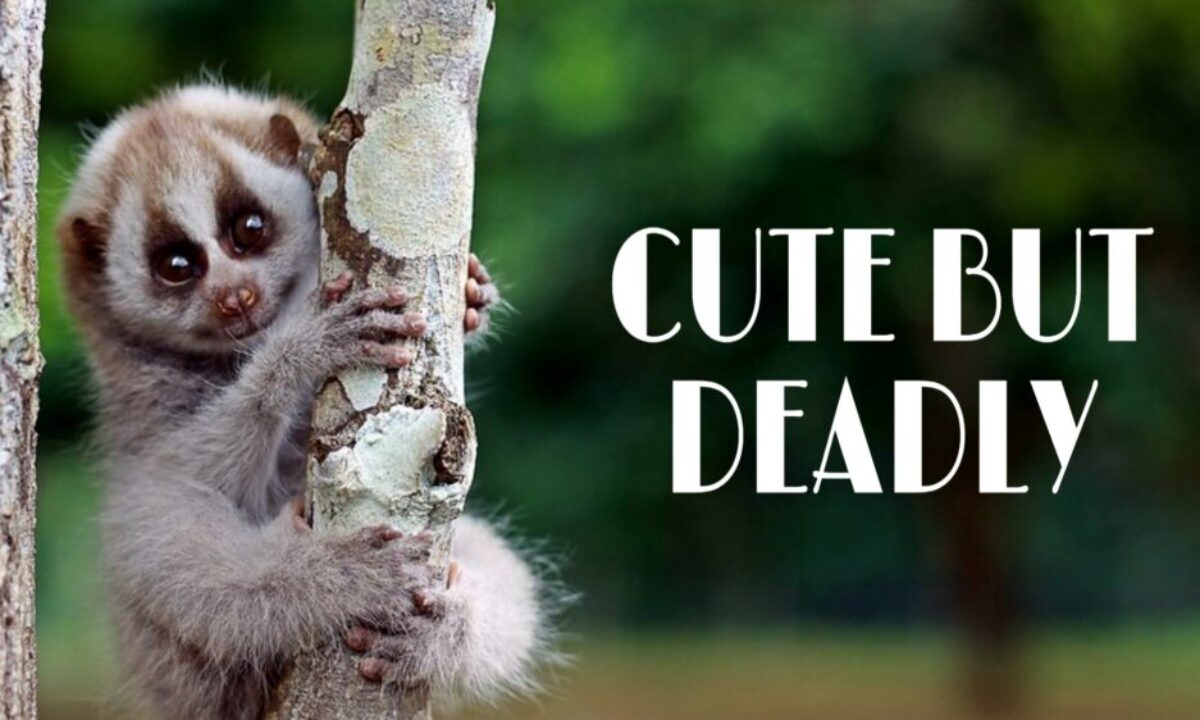 7 Super Cute Animals That Are Actually Deadly Dangerous — The Second Angle